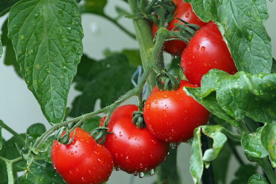planter pied de tomate